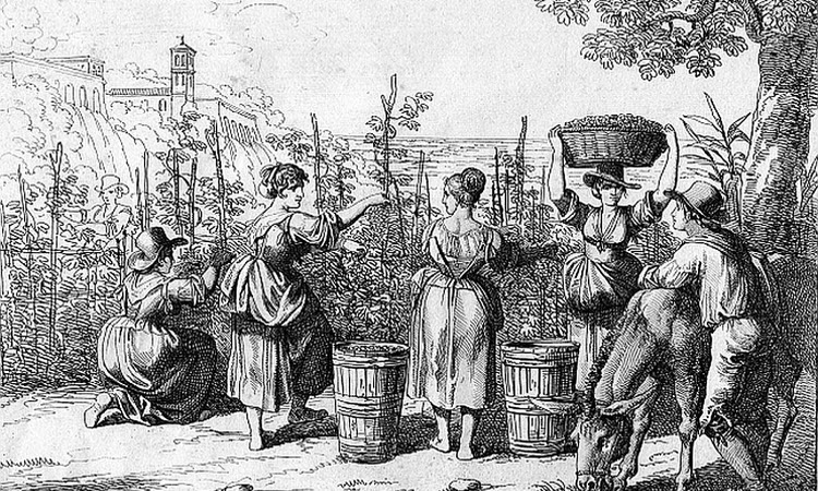 Lịch sử rượu vang PHÁP